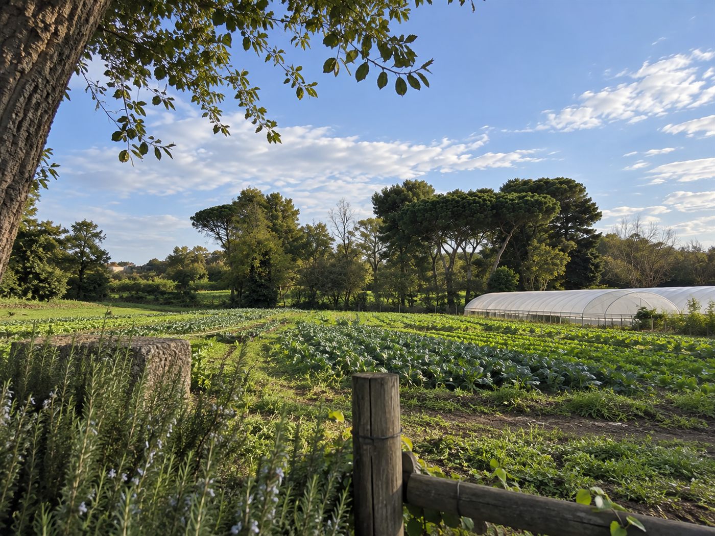 Campo coltivato di Agricoltura Falcognana con serra e alberi di pino sullo sfondo, al tramonto